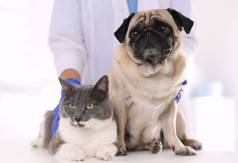 un perro y un garo para el servcio de consejo veterinario